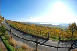 Vigneti fra Piverone e Viverone (Foto di L. Guazzo)