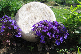 Plaisentif (formaggio delle viole)