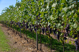 Agliè nebbiolo