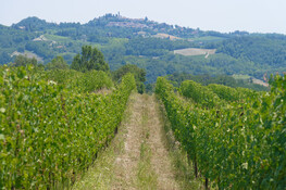 Cinzano vigne p