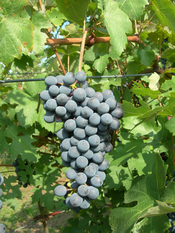 Barbera grappolo