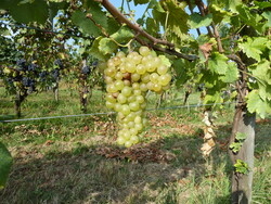 Gros blanc grappolo