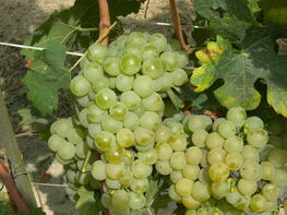 Malvasia bianca  grappolo