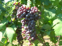 Nebbiolo grappolo