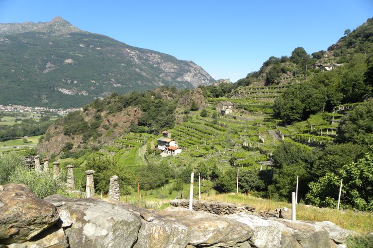 La conca e le vigne di Cesnola