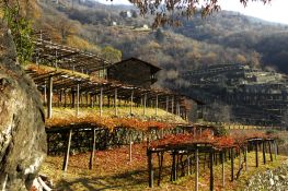 Vigneti terrazzati in autunno