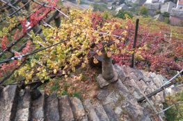 Scorcio tra le vigne sovrastanti Torredaniele