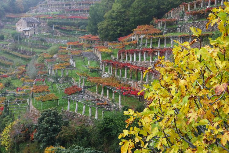 Vista su alcuni carfatteristici vigneti