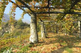 Pergole con 'pilun' su terrazzamenti