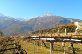 Vigna su pianoro a mezza costa
