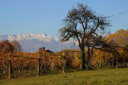 Le pergole e lo sfondo alpino