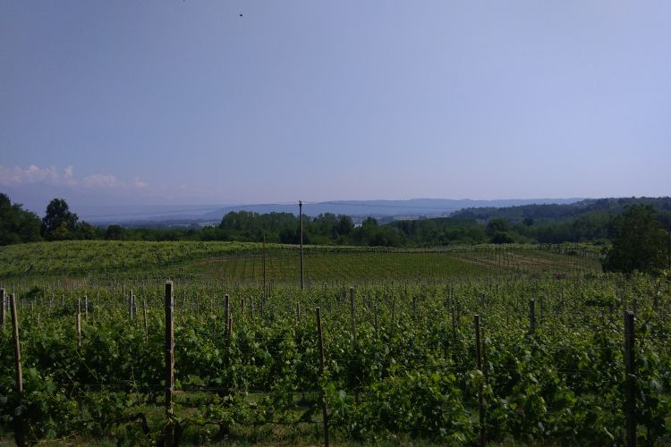 Il paesaggio sulle colline moreniche di Caluso