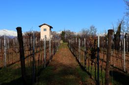 Vigna sul colmo della collina
