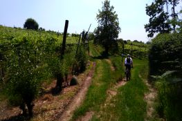 In bici tra i vigneti
