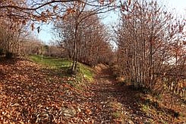 Tratto del percorso in mezzo al bosco