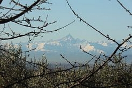 Vista del Monviso tra gli alberi