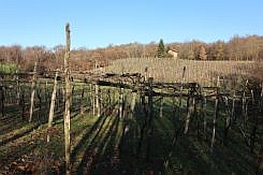 Vista sui vigneti e sulla collina morenica di Barone