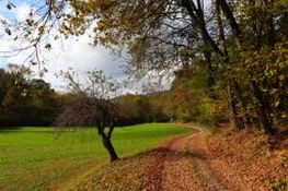 Il percorso tra prati e bosco