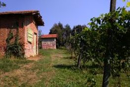 Colorati ciabòt tra le vigne