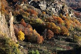 Vigneti arrampicati sul versante
