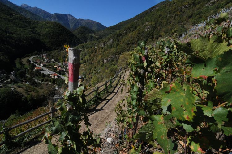 Affaccio dei vigneti sulla valle Germanasca