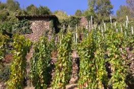 Campo-collezione delle diverse varietà di vitigni