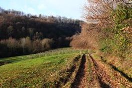 Lungo il percorso tra boschi, vigneti e campi coltivati