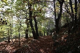 Percorso in mezzo al bosco