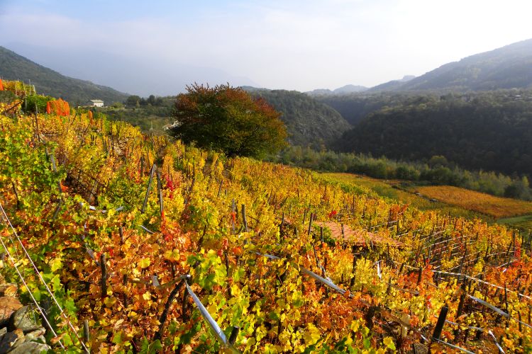 I vigneti di Chiomonte nei colori dell’autunno