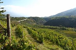 Le vigne verso la Maddalena