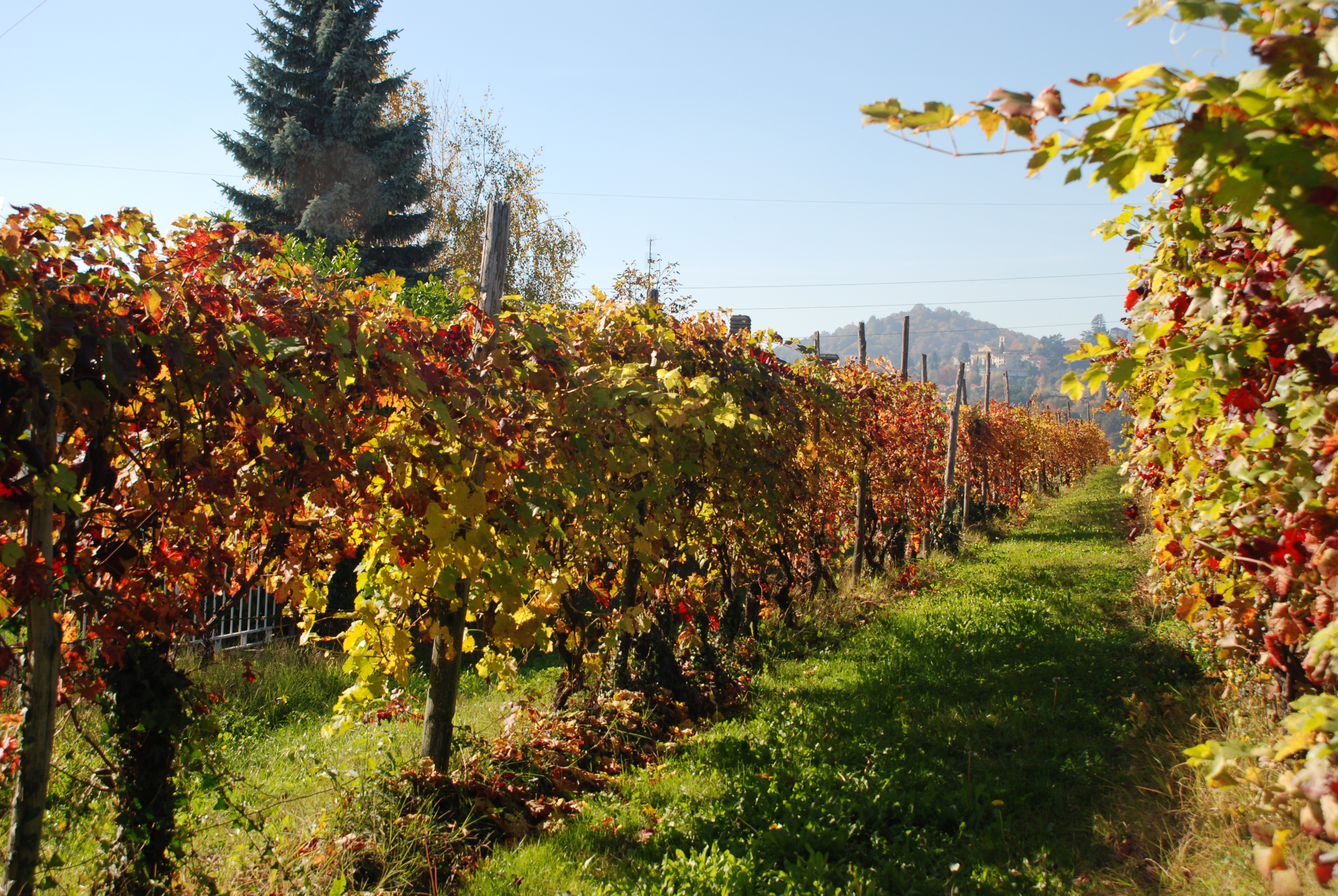 Collina Pino Torinese vigneti