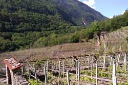 Vigne in Valle Susa g