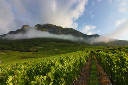 Vigneti in Savoia g