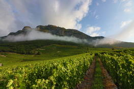 Vigneti in Savoia g