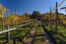 Campo vigneti canavese