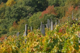 vigneto canavese