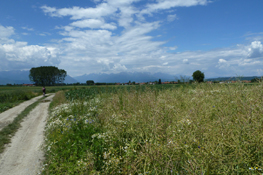 Coltivi a nord del Lago di Candia