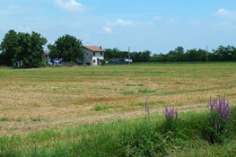 Campagna pinerolese