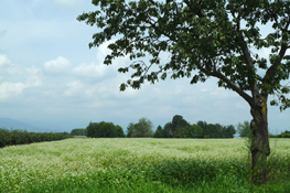 Campagna pinerolese - 2