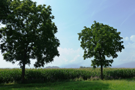 Campagna pinerolese 
e Rocca di Cavour