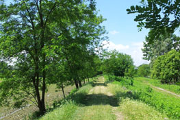 Sterrato lungo il canale Cimena