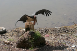 Esemplare di marabù africano (Leptoptilos crumenifer) presso il lago di Awassa