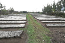 Sacchetti di terriccio e compost