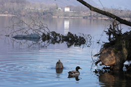 Avifauna sul Lago