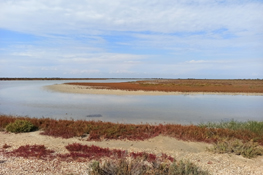 Le paludi salmastre a salicornia