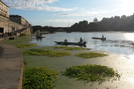 Proliferazione della specie esotica Myriophyllum acquaticum sul Po nell'estate 2016