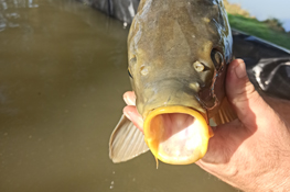 Un esemplare di Cyprinus carpio