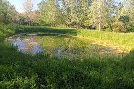 Sviluppo della vegetazione acquatica nei bacini per gli anfibi
