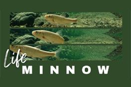 Logo Life MINNOW