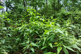 Buddleja davidii nel sito di Torre Pellice